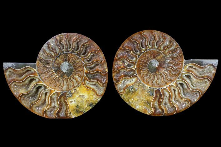 Cut & Polished Ammonite Fossil - Agatized #79706